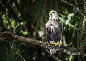 William Widman Architectural Photography - Wildlife Art Prints