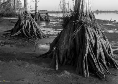 William Widman Architectural Photography - Wall Art Prints - Low Tide Tree Trunks