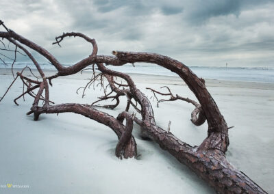 William Widman Architectural Photography - Wall Art Prints - Beach Driftwood
